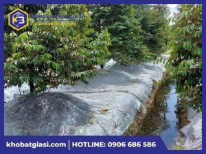 Bạt đậy gốc sầu riêng