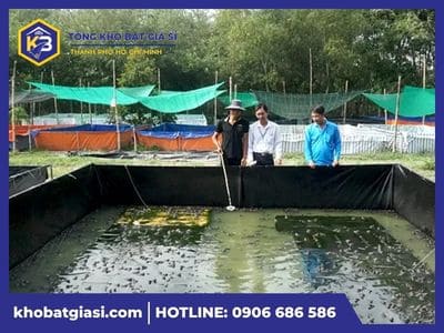 Cách nuôi ếch bằng bể bạt