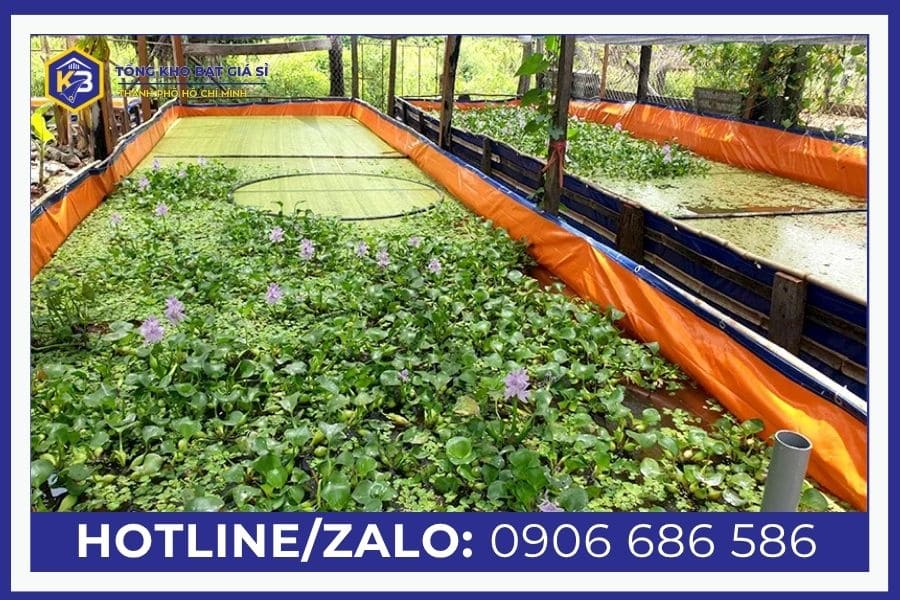 Chuẩn bị gì khi nuôi ốc nhồi trong bể bạt