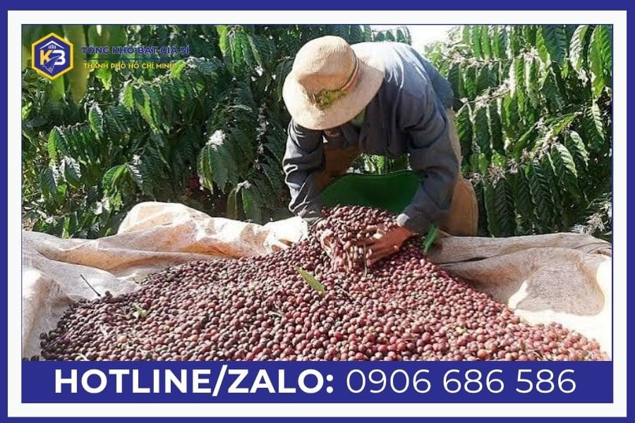 Công dụng bạt hái cà phê