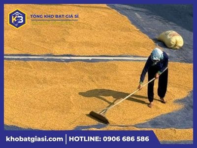 Công dụng bạt phơi lúa