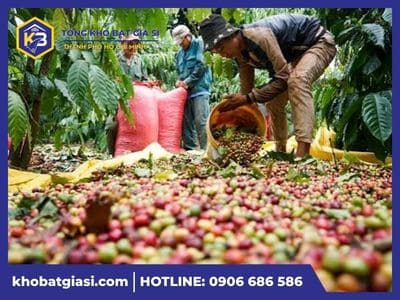Công dụng của bạt hái cà phê
