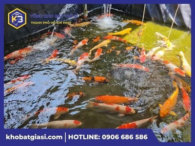Hướng dẫn dùng bạt làm hồ cá