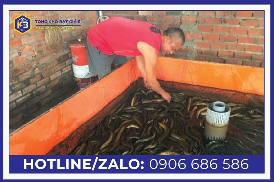 Hướng dẫn làm bể bạt nuôi lươn