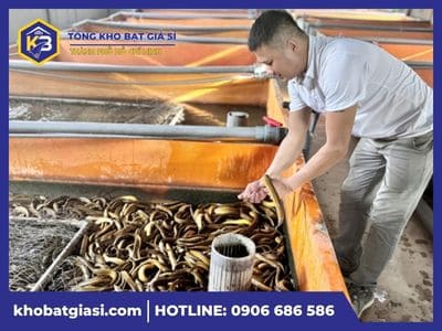 Hướng dẫn nuôi lươn trong bể bạt