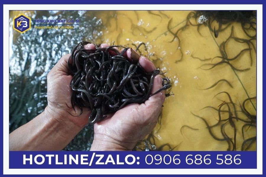 Kỹ thuật nuôi lươn trong bể bạt