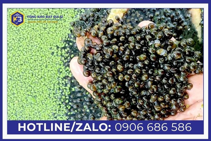 Lưu ý khi nuôi ốc nhồi trong bể bạt