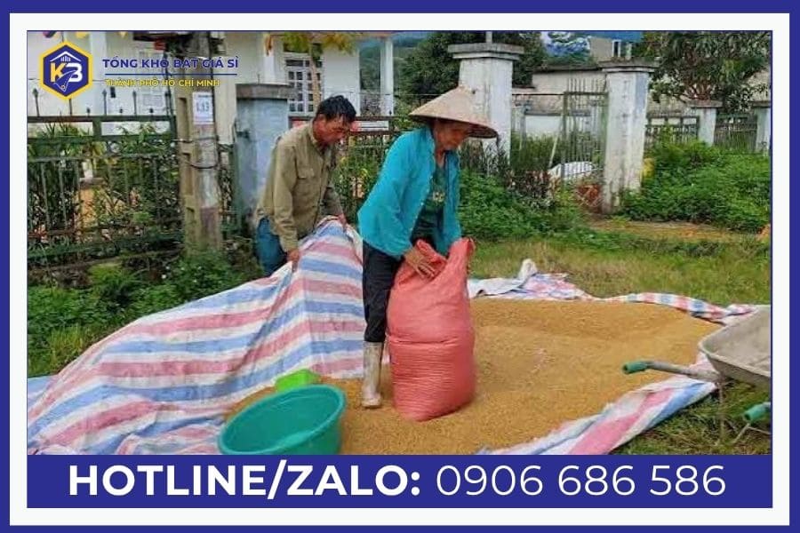 Những sai lầm bà con thường gặp phải khi dùng bạt phơi lúa