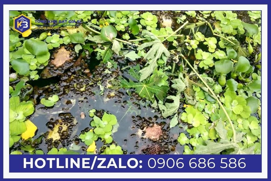 Nuôi ốc nhồi trong bể bạt