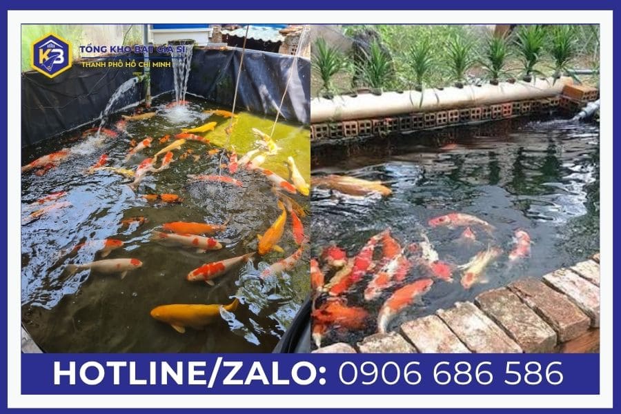 So sánh hồ lót bạt và hồ xi măng