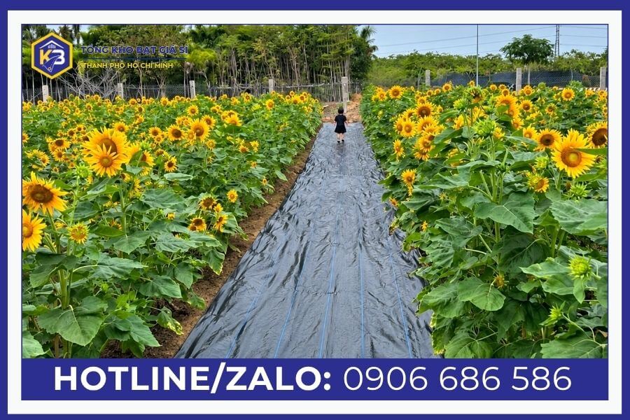 Ứng dụng thực tế của bạt chống cỏ
